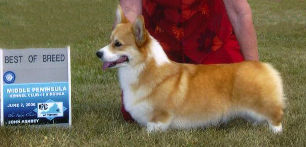 Dalarno corgis shop